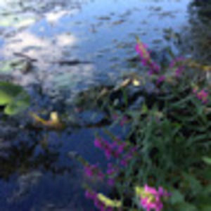 Meet your Posher, Lesley